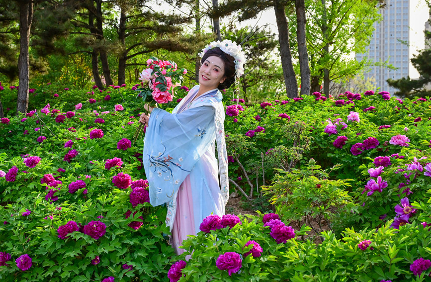 河南洛陽：唯有牡丹真國色 花開時節動京城