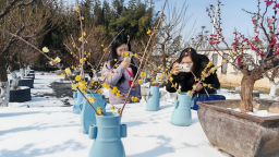 金梅映雪 香約鄢陵 第十二屆中國·鄢陵蠟梅梅花文化節開幕