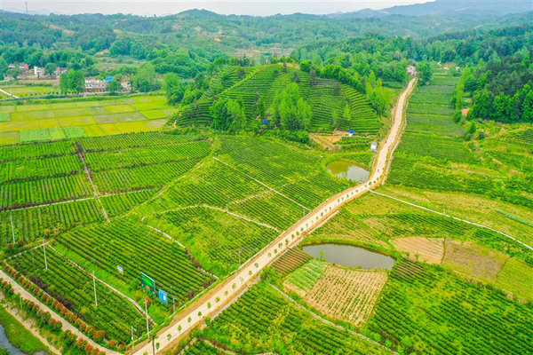 一片茶葉 光山 茶旅融合 青山生金（“兩山”理念在河南·一片綠）_fororder_2