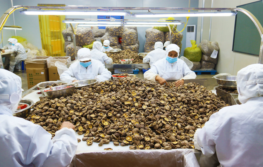 南陽西峽：民營企業衝刺上半年目標生産忙_fororder_西峽縣昇泰農業發展有限公司員工正在加工銷往海外的香菇産品 攝影 王小軍.JPG