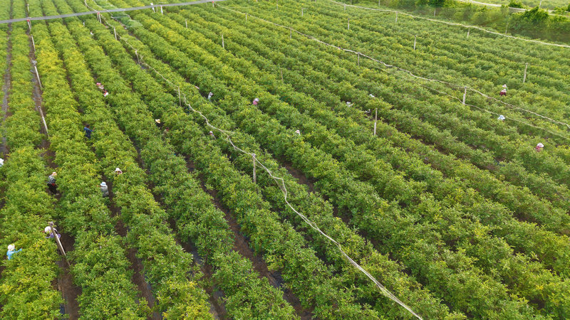 南陽市社旗縣：藍莓結出致富果_fororder_果農們採摘藍莓.JPG