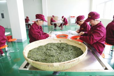 【河南好項目-圖片】南陽桐柏茶葉香飄
