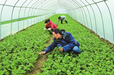 【河南好項目-圖片】蔬菜種植助脫貧