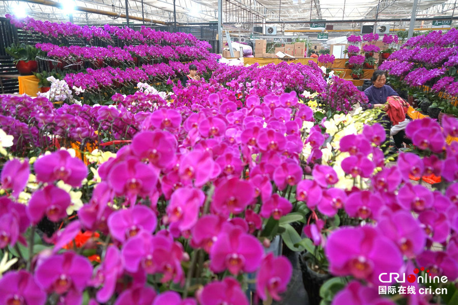 【焦點圖】【移動端焦點圖】鄭州市民熱熱鬧鬧買年貨 迎新年