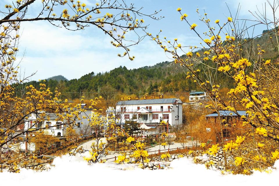 【城市遠洋】【焦點圖-大圖】【移動端-輪播圖】南陽市西峽縣：春風十里 人間芳菲