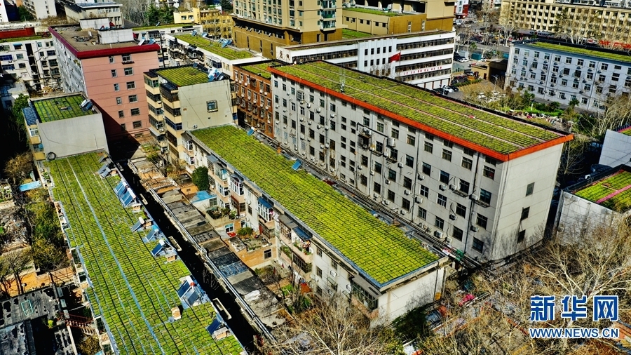 【城市遠洋】【焦點圖-大圖】【移動端-輪播圖】平頂山市：“空中綠地”節地又環保