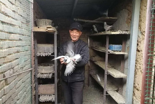 【河南供稿】平頂山市寶豐縣：貧困戶變身養鴿“達人”