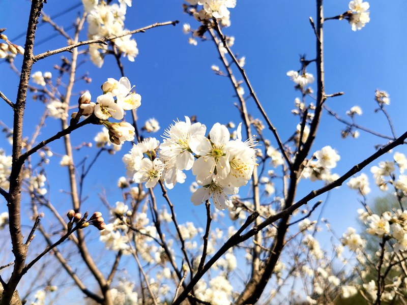 河南信陽：繁花似錦春似海