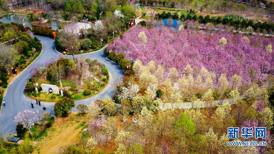 南陽市南召縣：玉蘭花開美鄉村