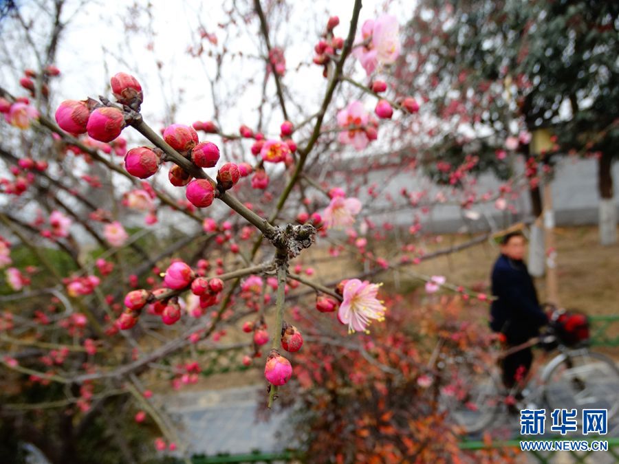 【焦點圖-大圖】【移動端-焦點圖】【圖説1】開封：紅梅花開迎春來