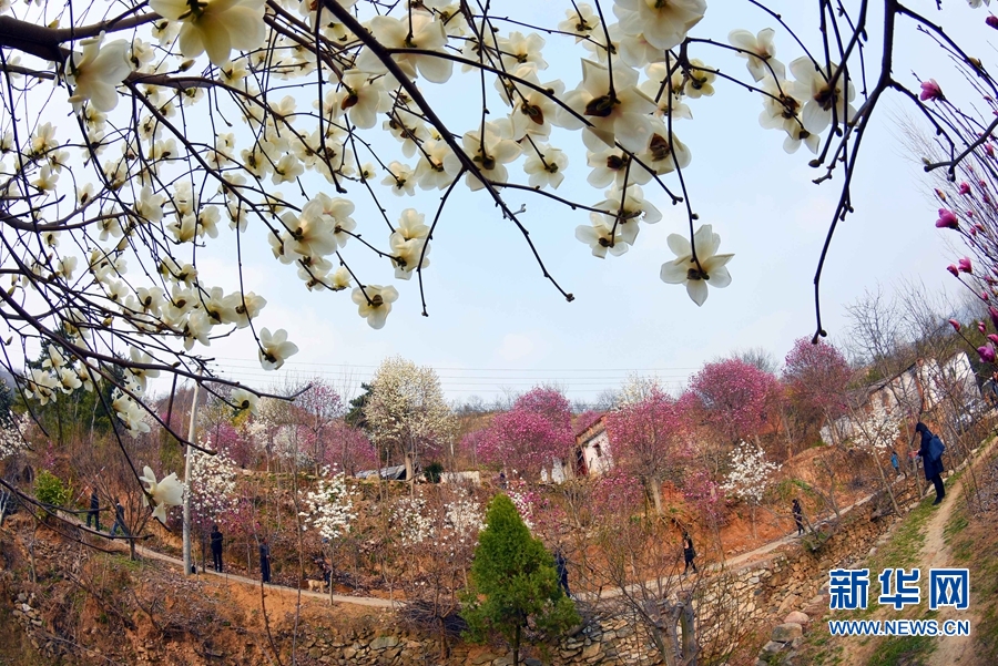 南陽市南召縣：玉蘭花開美鄉村