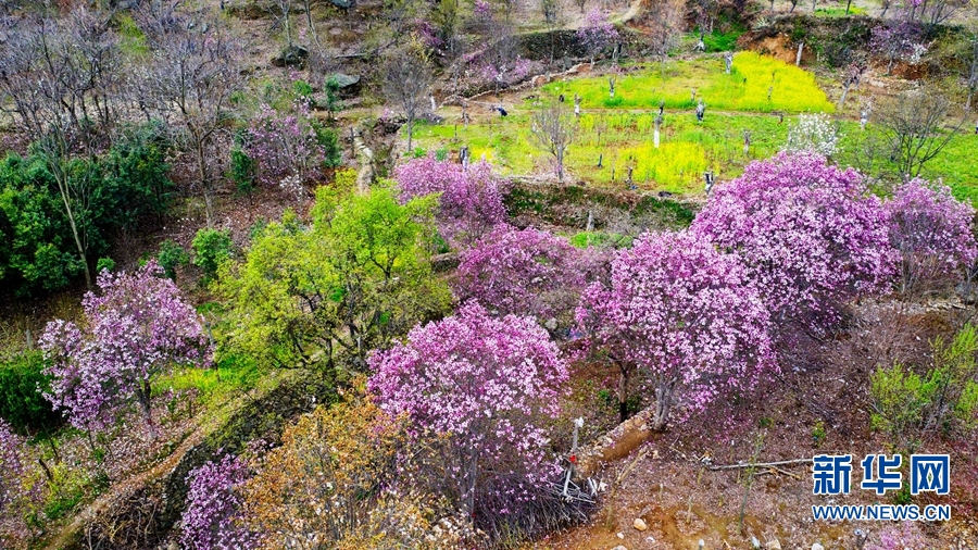 南陽市南召縣：玉蘭花開美鄉村