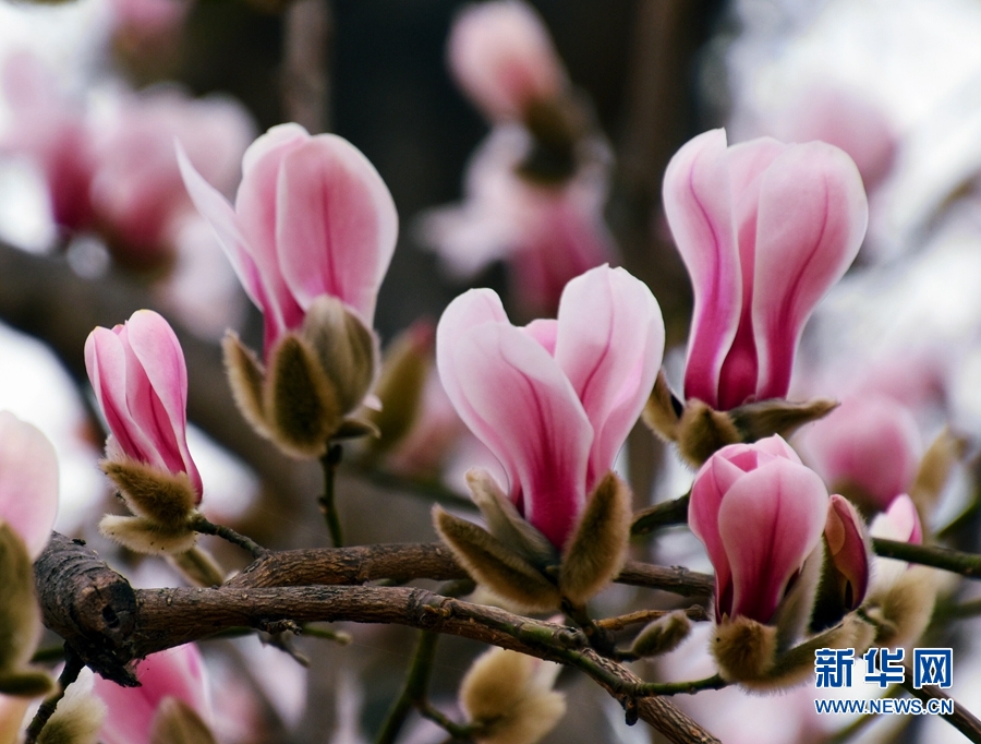 南陽市南召縣：玉蘭花開美鄉村