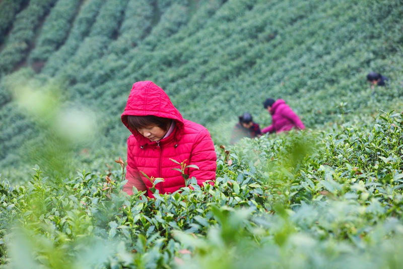 河南信陽：春光好 採茶忙