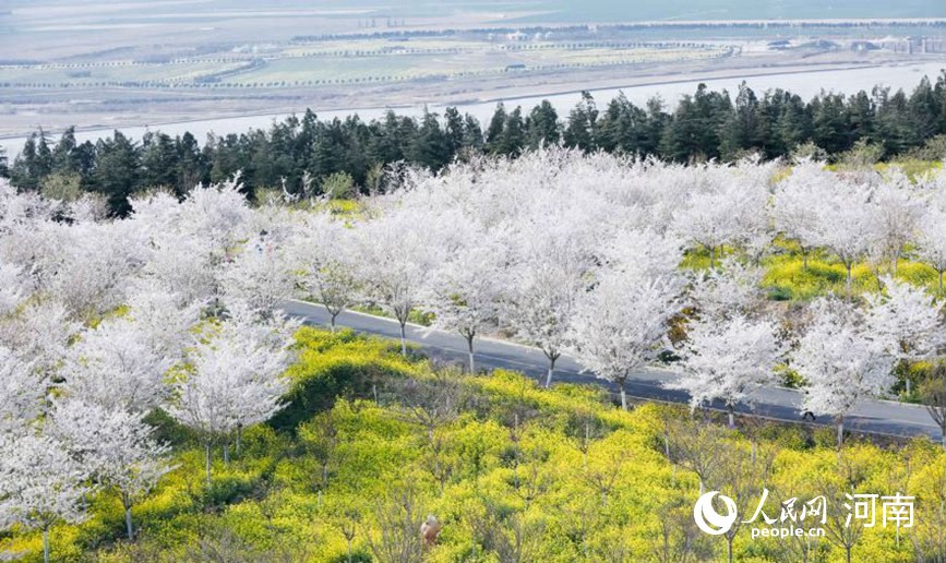 河南滎陽：黃河兩岸櫻花迎春次第開