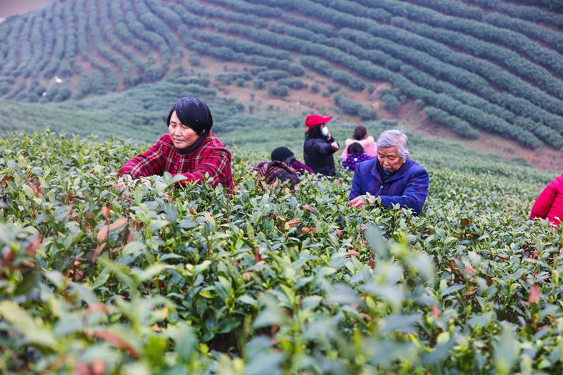 河南信陽：春光好 採茶忙