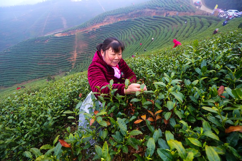 河南信陽：春光好 採茶忙