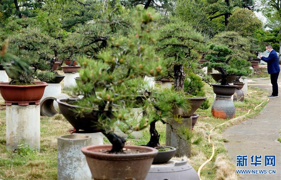 【城市遠洋】【焦點圖-大圖】【移動端-輪播圖】河南潢川：“花木之鄉”的“美麗經濟”