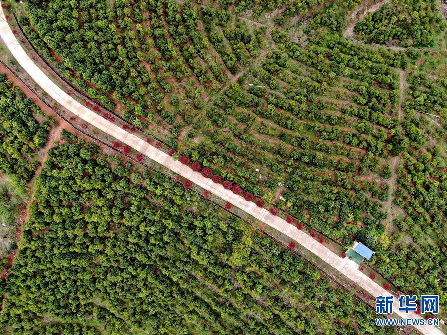 【焦點圖-大圖】【移動端-輪播圖】河南光山：油茶富民
