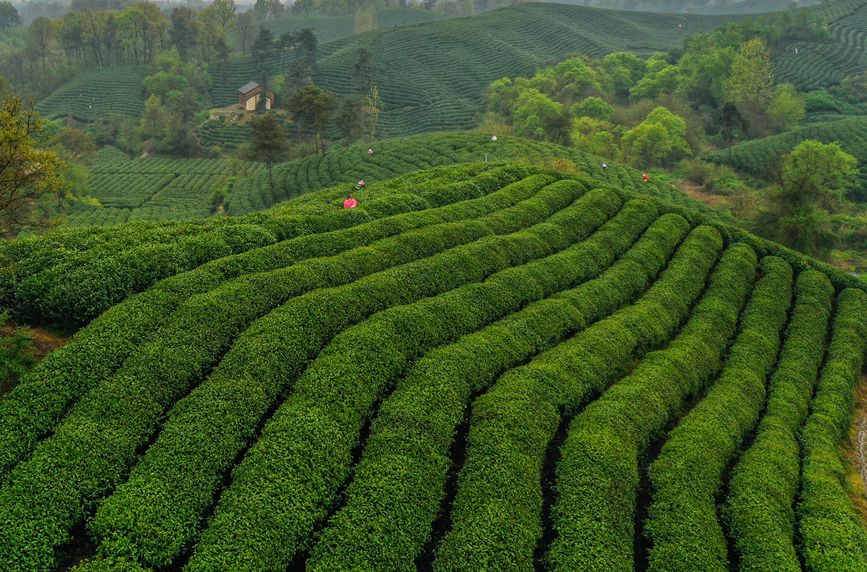 河南信陽：詩畫茶園涌春潮