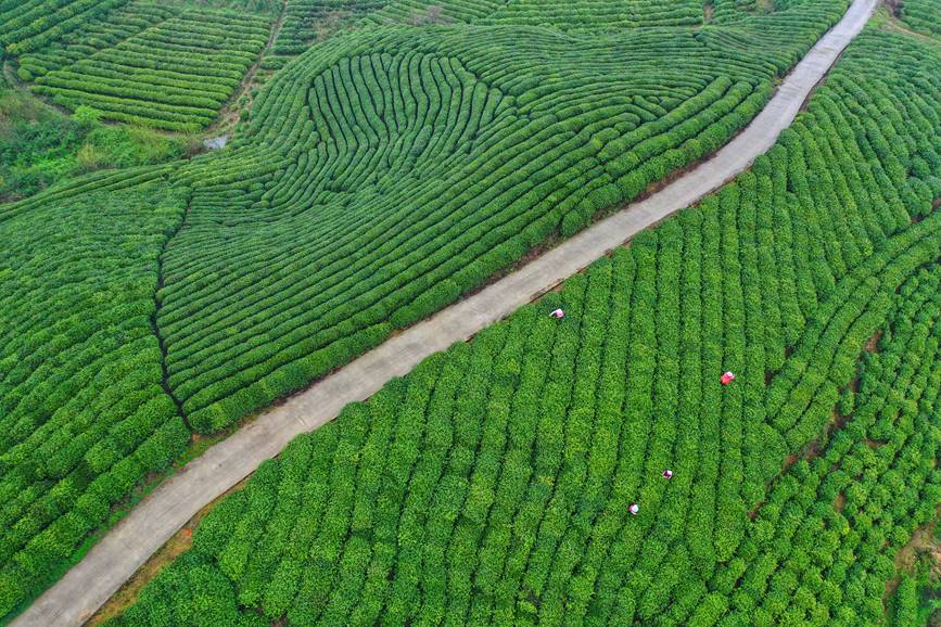 河南信陽：詩畫茶園涌春潮