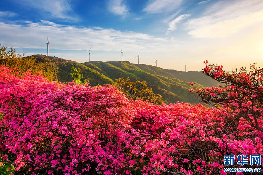 信陽新縣：莫道春不在 杜鵑花已開