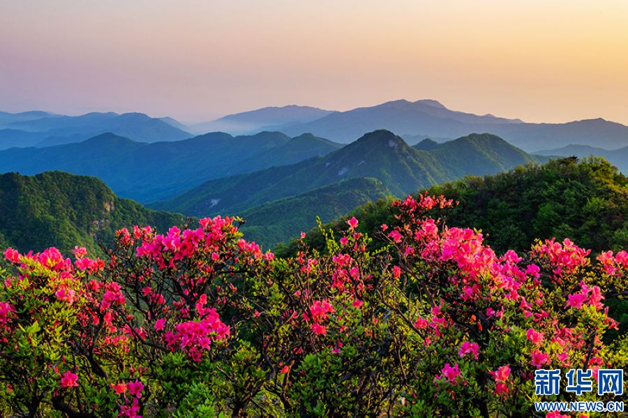 信陽新縣：莫道春不在 杜鵑花已開