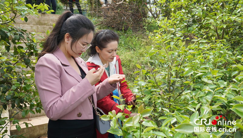 中外網紅在信陽：赴一場茶香之旅 看“小茶葉”如何托起“大産業”_fororder_圖片4