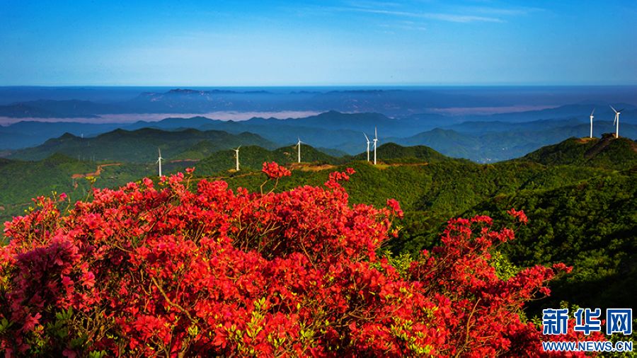 信陽新縣：莫道春不在 杜鵑花已開