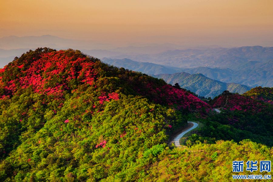 信陽新縣：莫道春不在 杜鵑花已開