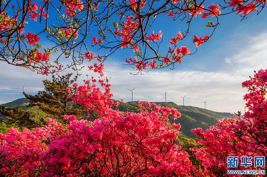 信陽新縣：莫道春不在 杜鵑花已開