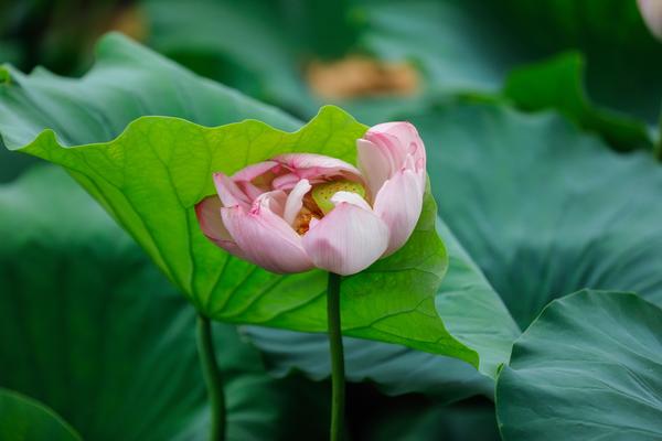 驚艷！鄭州這座公園裏荷花盛開，賞荷走起