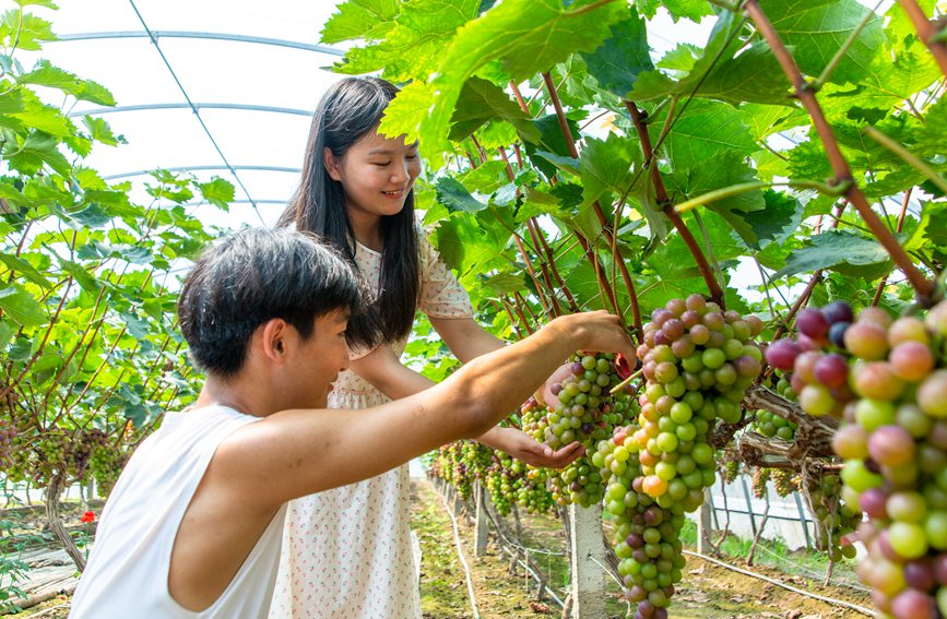 河南省魯山縣：種下甜葡萄 結出好日子