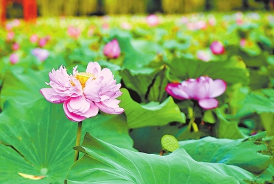 南陽：生態宜居家園美 不負夏日好時光