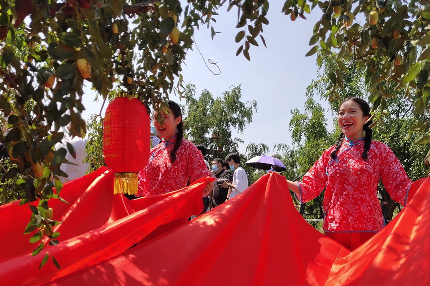 新鄭大棗紅了 2021年中華棗鄉風情遊啟幕