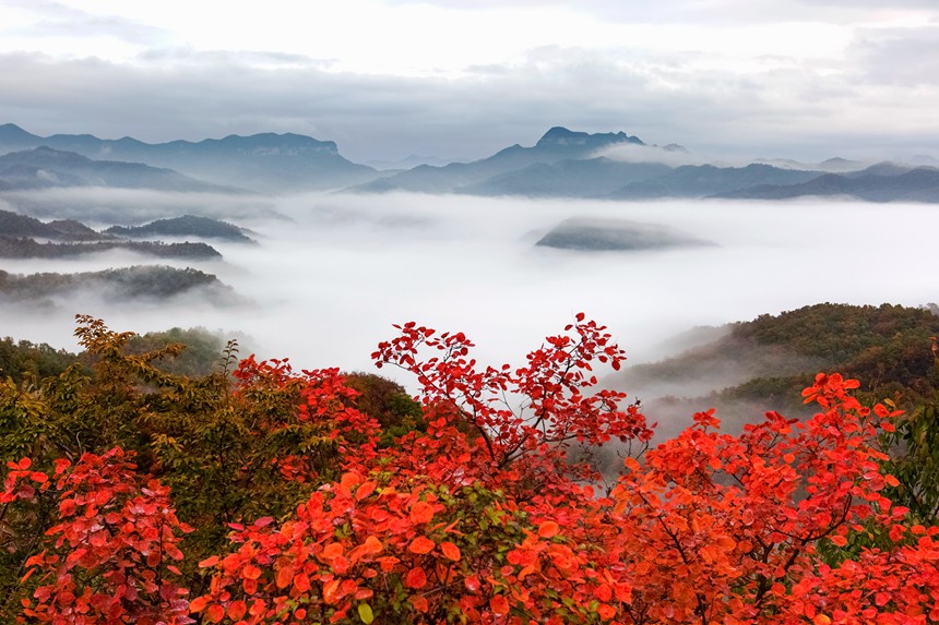 雲臺山迎來紅葉最佳觀賞期 全國遊客預約免門票