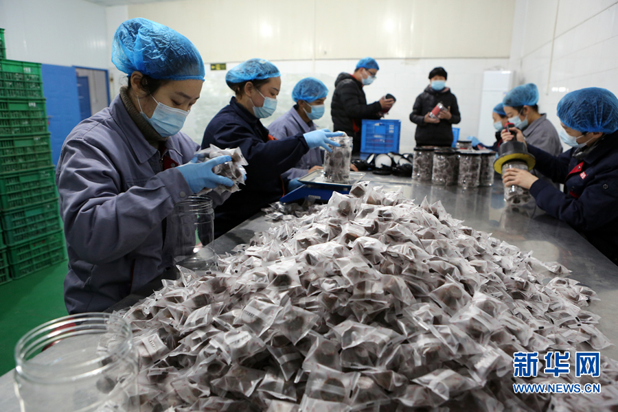 焦作市博愛縣：小懷姜 大産業