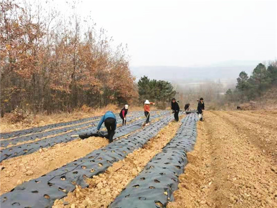 信陽市平橋區邢集鎮：人勤春來早 春耕備播忙_fororder_蒼術基地鋪設地膜