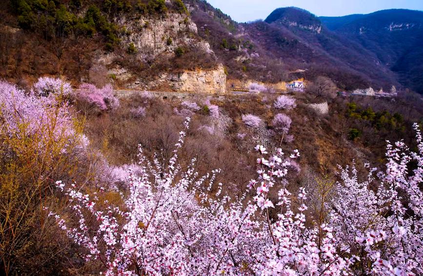 河南雲臺山萬畝花海驚艷綻放