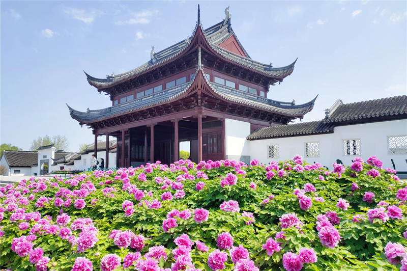 駐馬店汝南：早開牡丹初綻芳容_fororder_圖片1