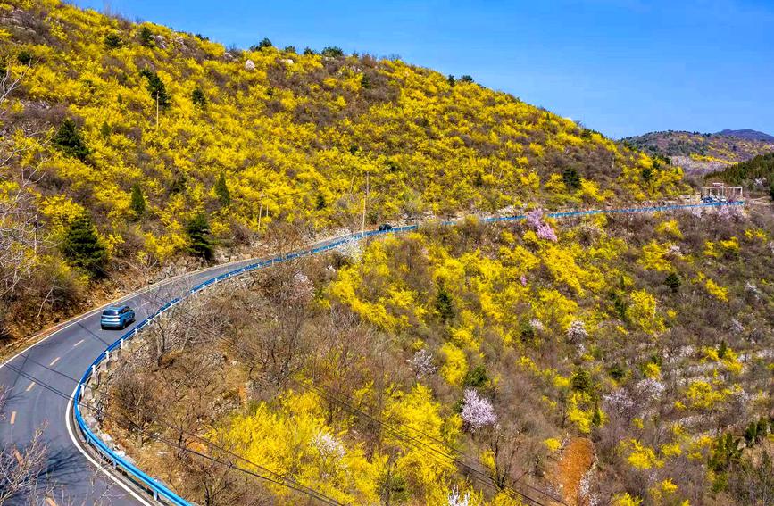 河南雲臺山萬畝花海驚艷綻放