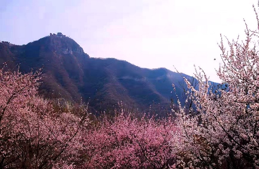 河南雲臺山萬畝花海驚艷綻放