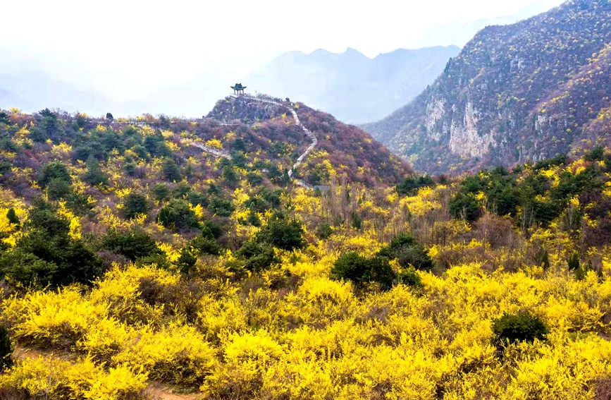 河南雲臺山萬畝花海驚艷綻放