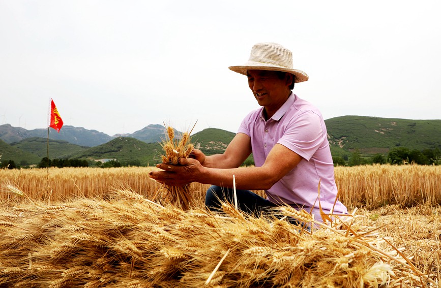 河南：搶抓農時忙夏收 確保顆粒歸倉