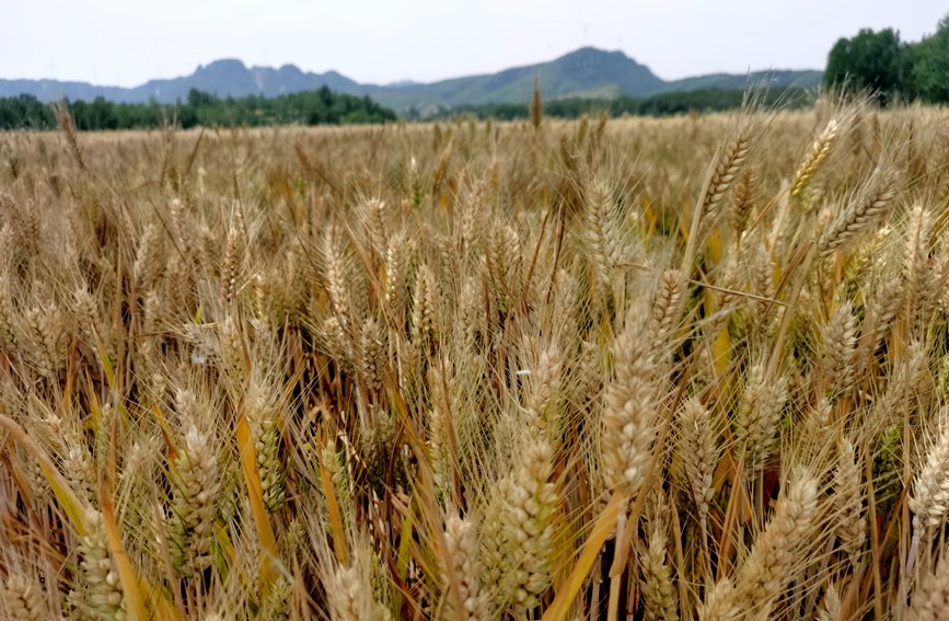 河南：搶抓農時忙夏收 確保顆粒歸倉