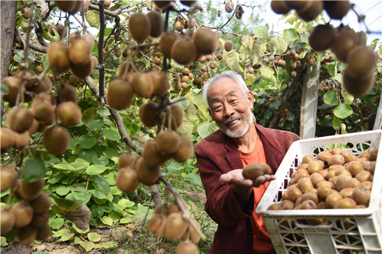 【鄉村振興看河南】開封杞縣五里河鎮：獼猴桃滿枝頭 農民喜豐收_fororder_獼猴桃喜獲豐收