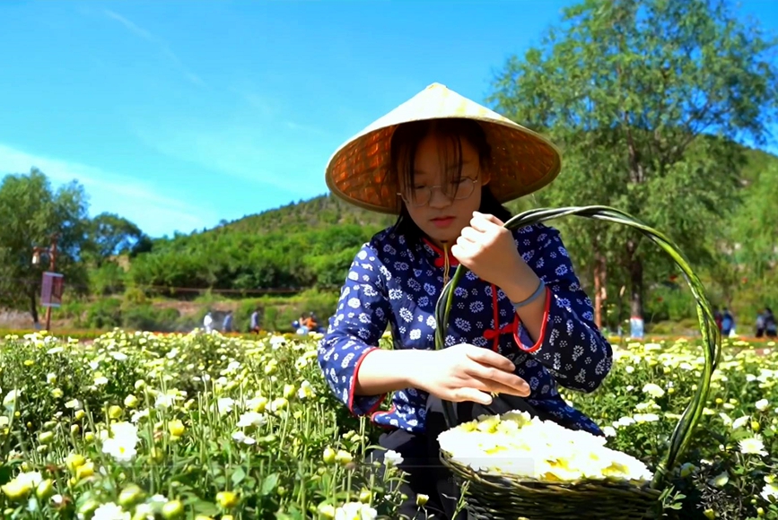 安陽林州：“菊花之鄉”唱響豐收歌