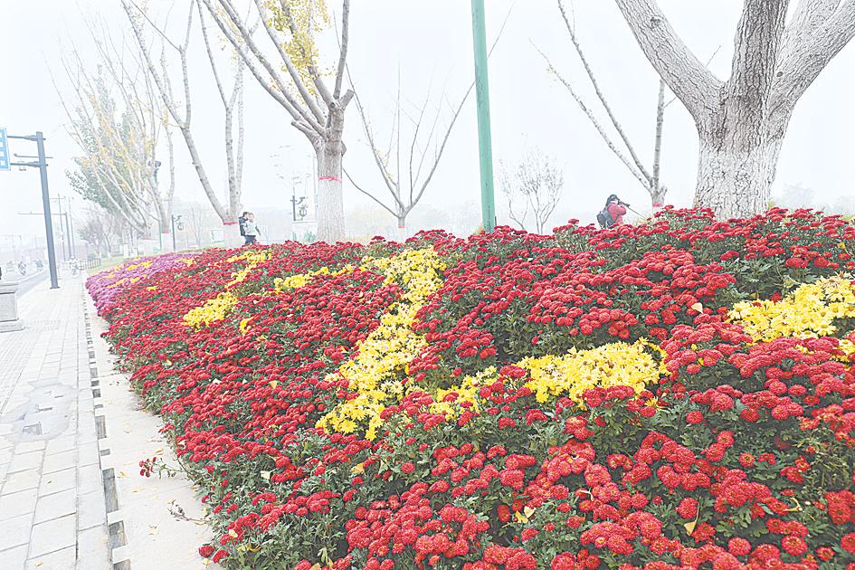河南開封：正是菊花怒放時