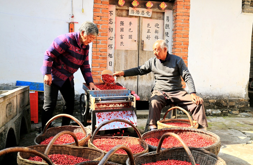 南陽內鄉：特色中藥材山茱萸喜獲豐收
