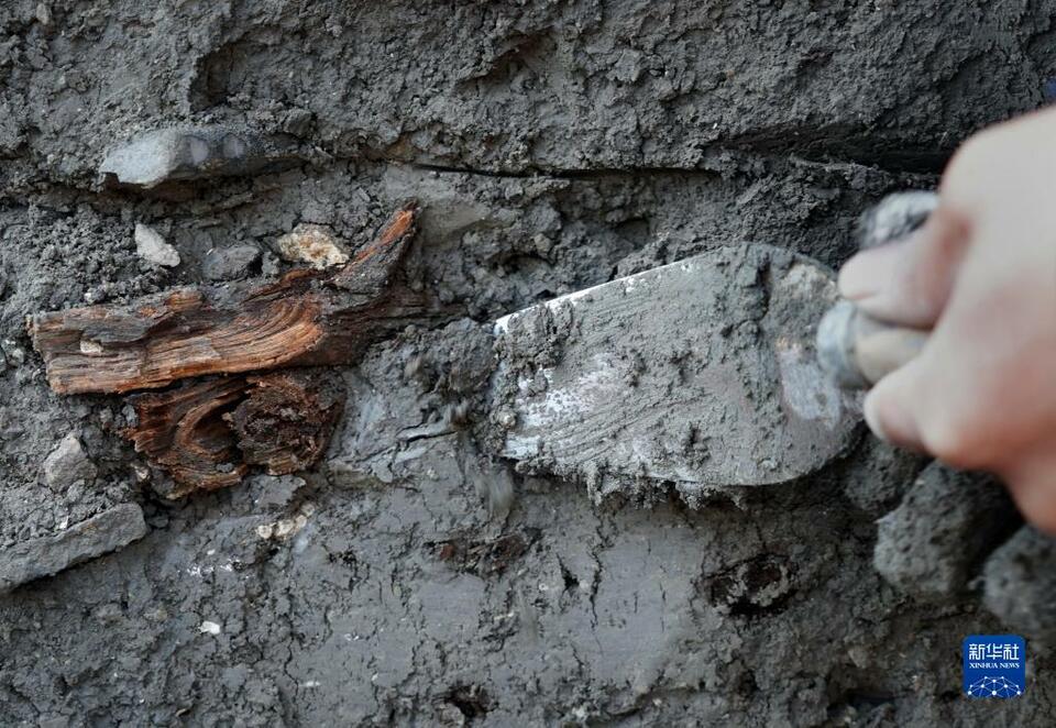 新華全媒+｜河南商丘宋國故城遺址發現大面積千年桑樹和柏樹枝